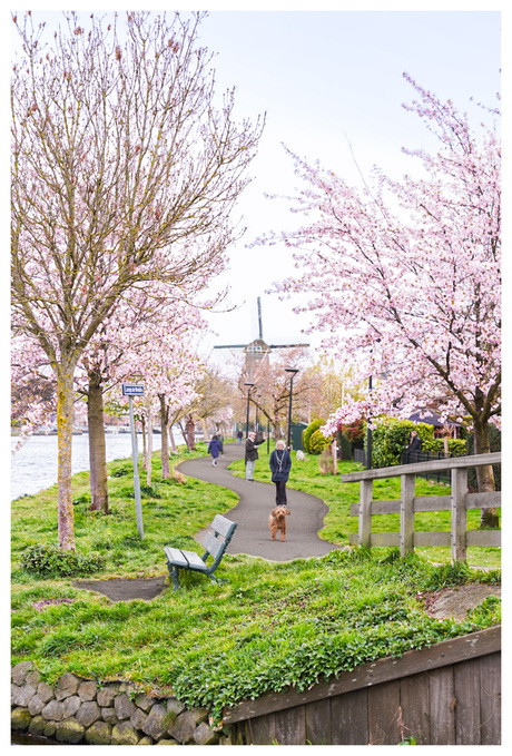 Nederlandse Lente bloei