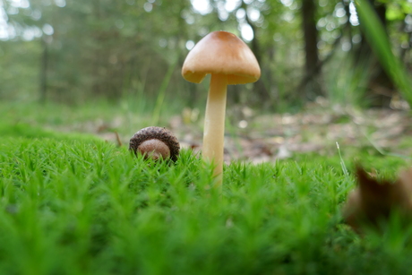 Paddestoelen 