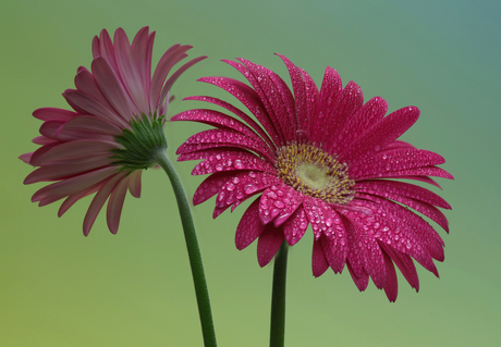 Gerbera