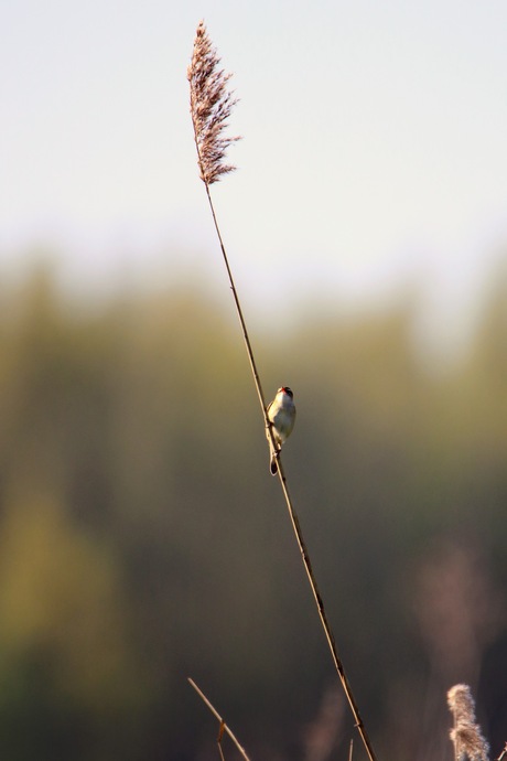 Rietzanger op het riet