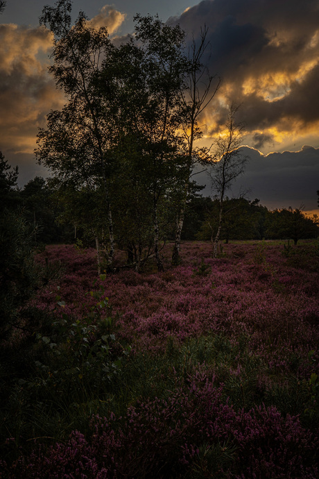 Zon, wolken, heide