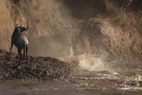 Gnoe bij de Mara River