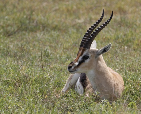 Thomson's gazelle