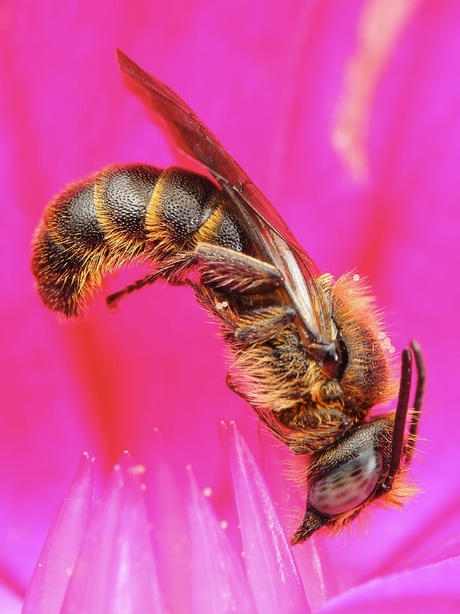 Slaaphouding Klokjesbij