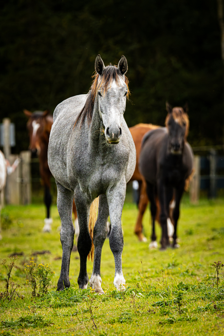 paard