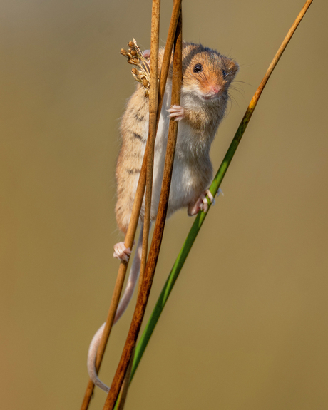 Dwergmuisje op takken