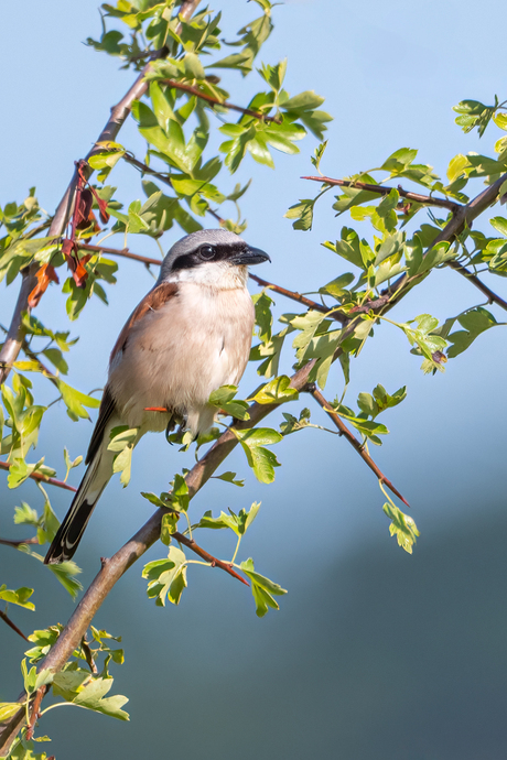 Vandaag niets gespiest?