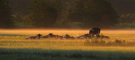 Vaches au lever du soleil.