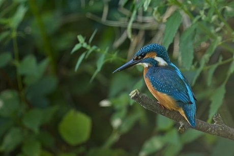 IJsvogel (man)