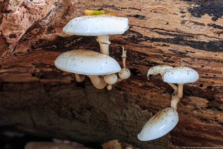 Paddenstoelen op een boomstam