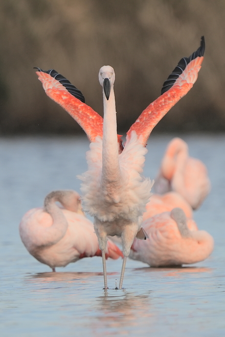 Flamingo's in het Grevelingenmeer