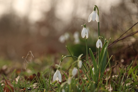 sneeuwklokjes
