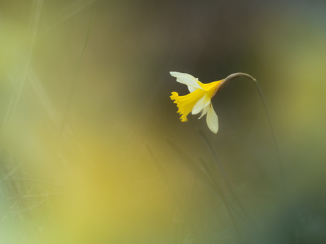 Een solist  🎺 🎵🎶…