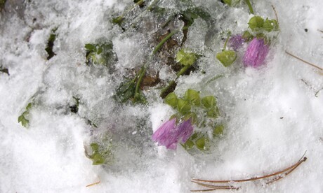 getroffen door de eerste sneeuw