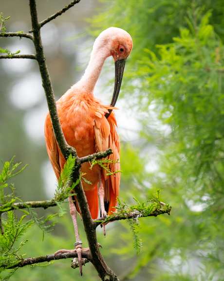 Scarlet Ibis