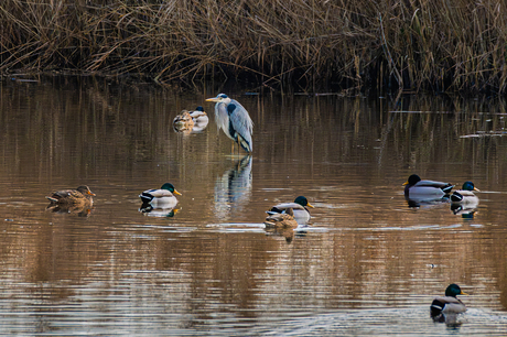 geduldige reiger
