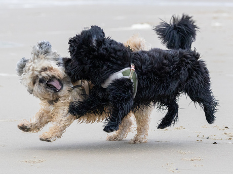 Beach life