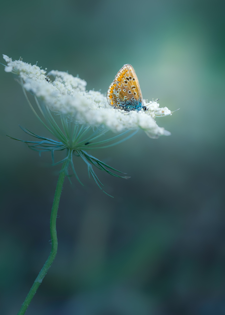 Blauwtje gaat slapen..