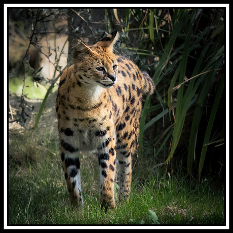 Serval