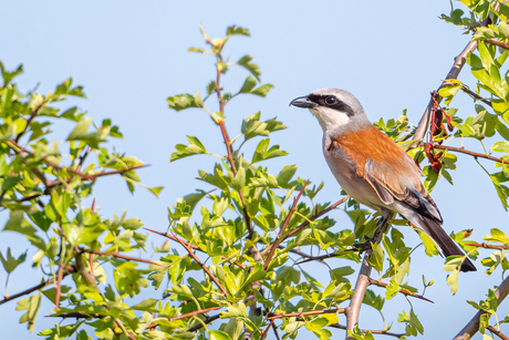 Grauwe klauwier (M) in Meidoorn