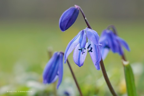 Sterhyacinth