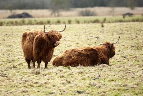 Schotse Hooglander