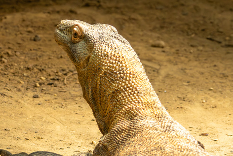 Komodovaraan