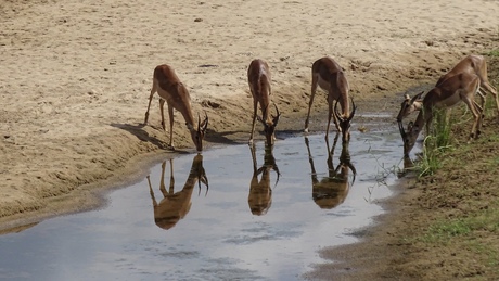 We hebben dorst !