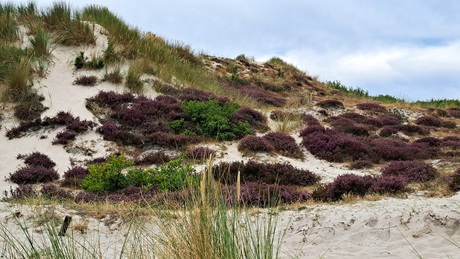 Heide in de duinen.