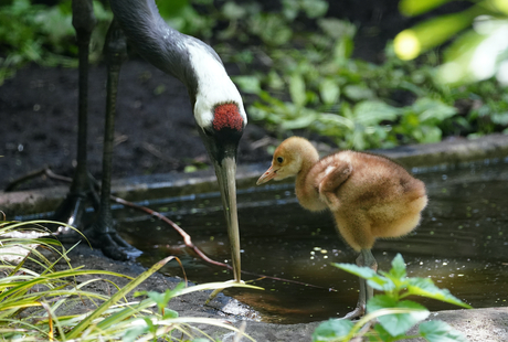 Kraanvogel jong...