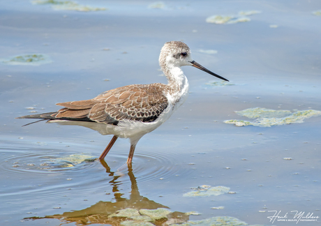 Steltkluut (Himantopus himantopus)