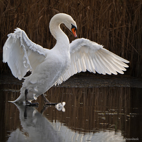 Ik ben de overwinnaar