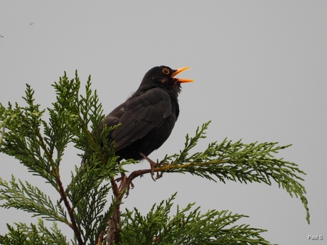 In de achtertuin vlak voor de bui