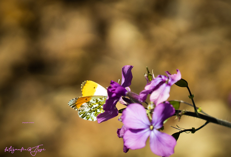 Orange tip