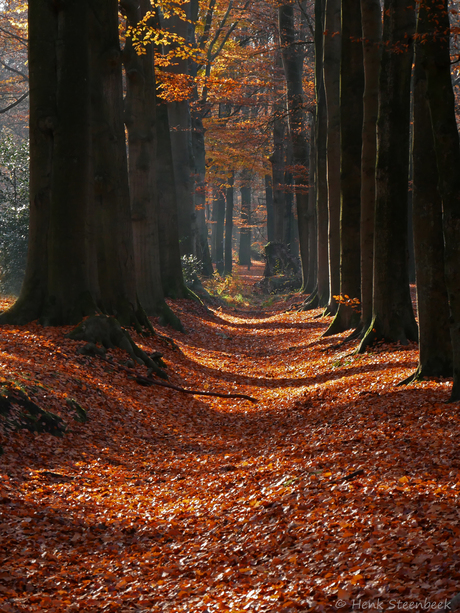 Herfstbos