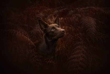 Regendruppels in haar vacht 