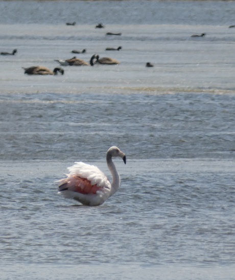 Flamingo  heeft de verkeerde afslag genomen 