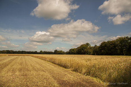 Graanveld