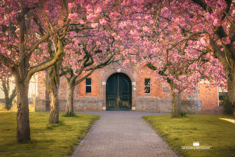 Bloesempracht in Groningen