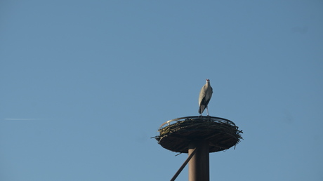 Reiger denk dat ie ooievaar is 