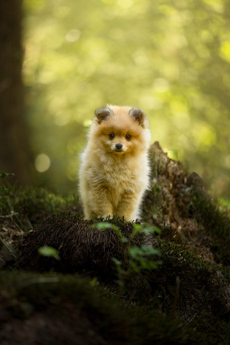 Little Bowie in the forest