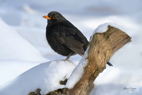 Merel in de sneeuw