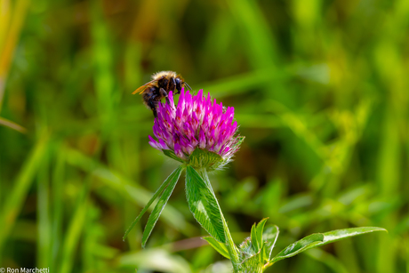 Hommel op Klaver.