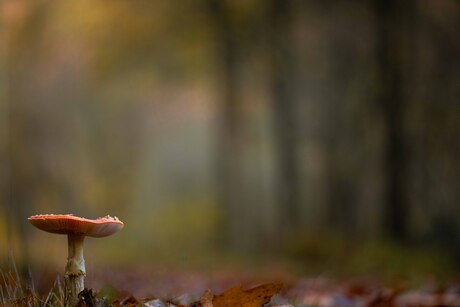 Eén adem van de herfst