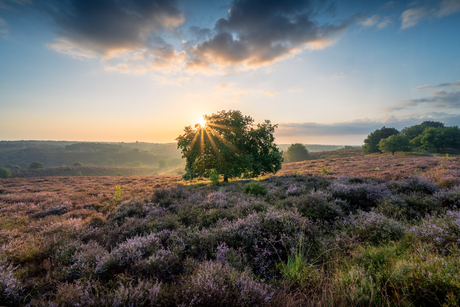 Het heideseizoen is begonnen!