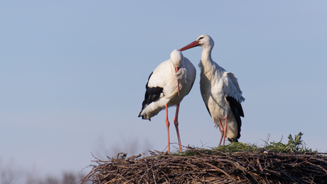 Verliefde ooievaars in de Amerongse Bovenpolder