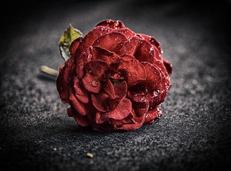 Rozen