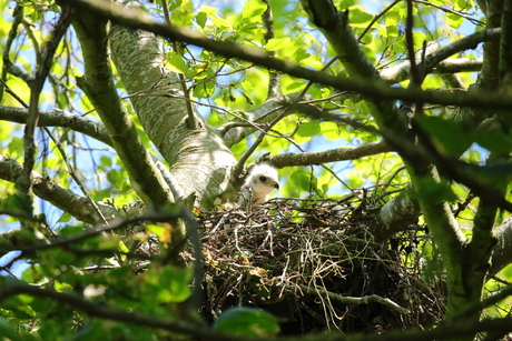 Buizerd jongen