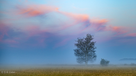 Dwingelderveld 