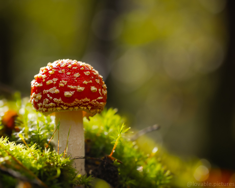 Rood met witte...